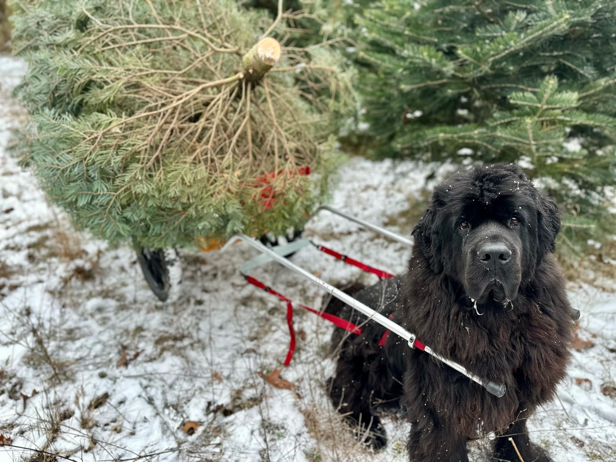 Finding Your Christmas Tree Scent