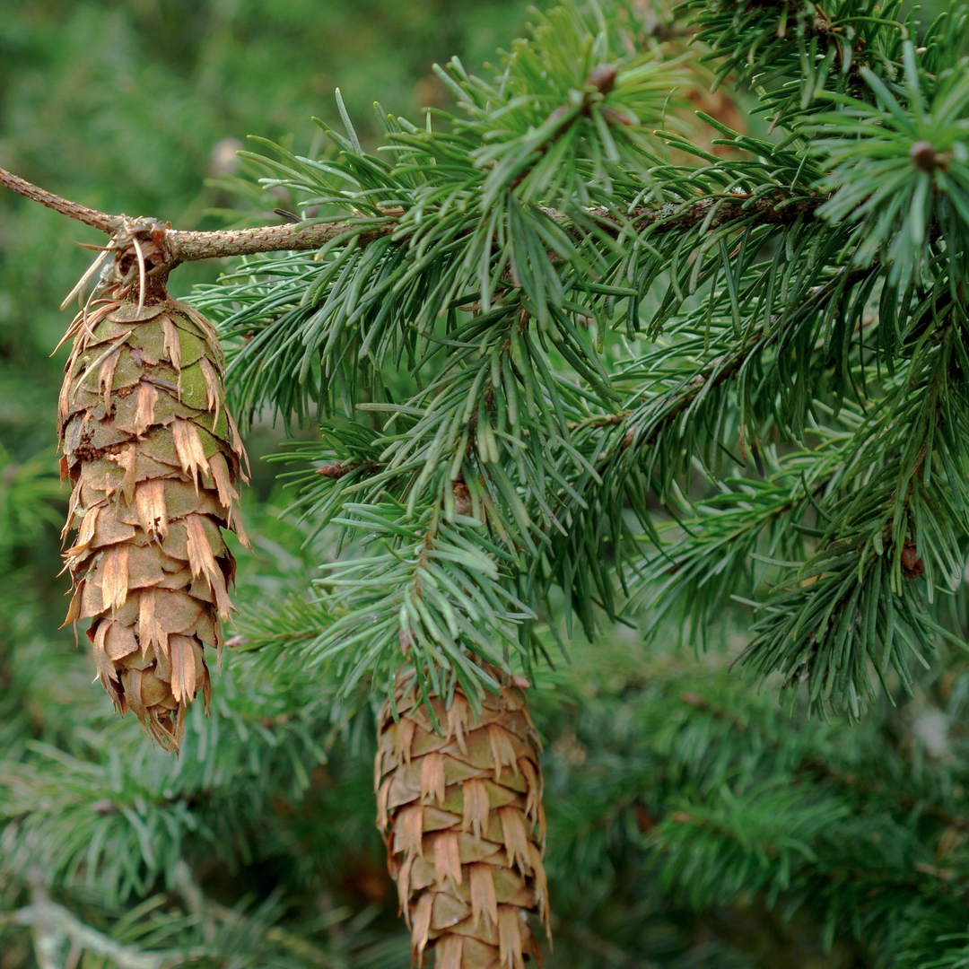 Douglas-fir