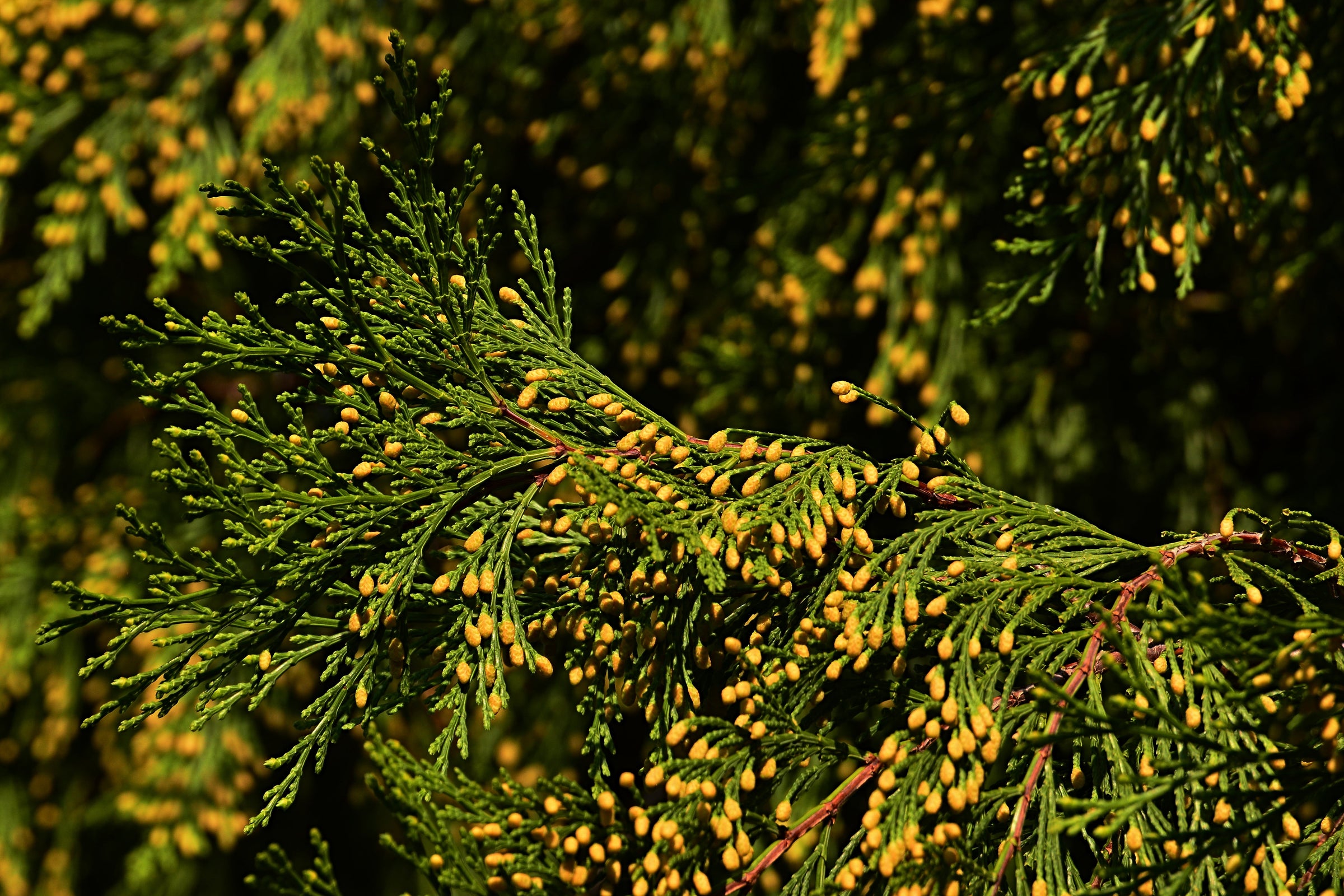 Incense Cedar