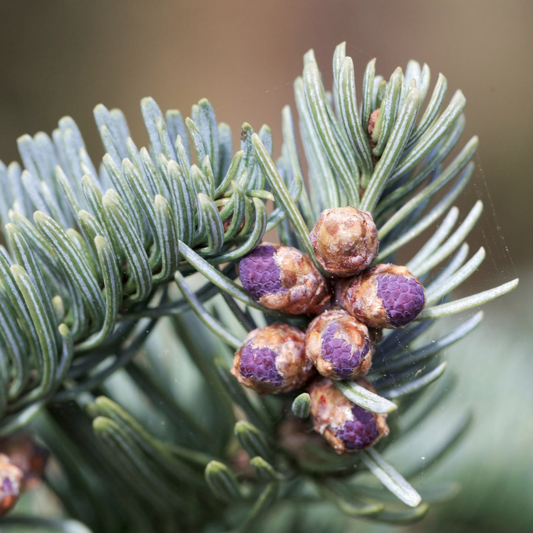 Noble Fir