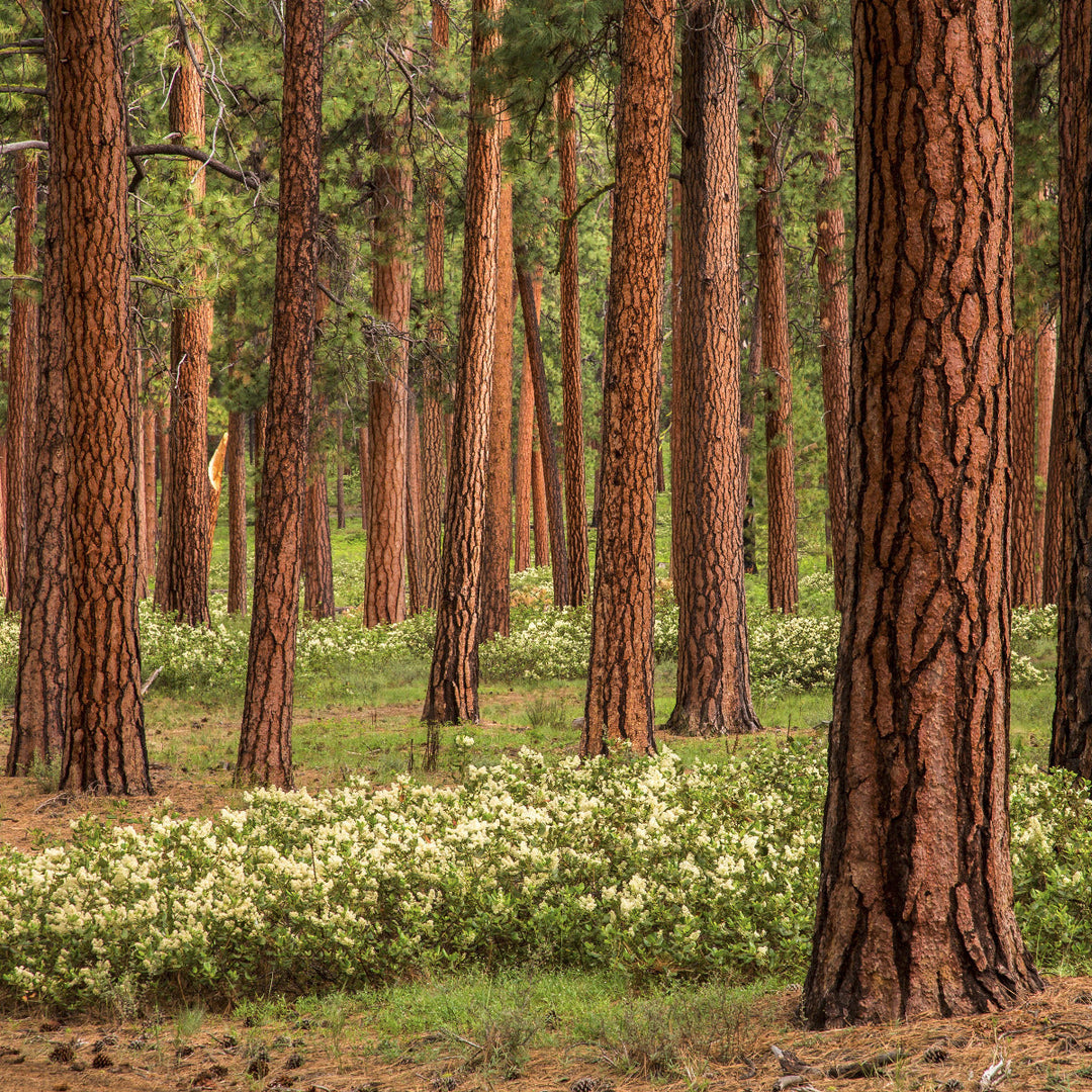 Ponderosa Pine