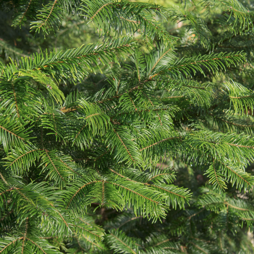 Grand Fir