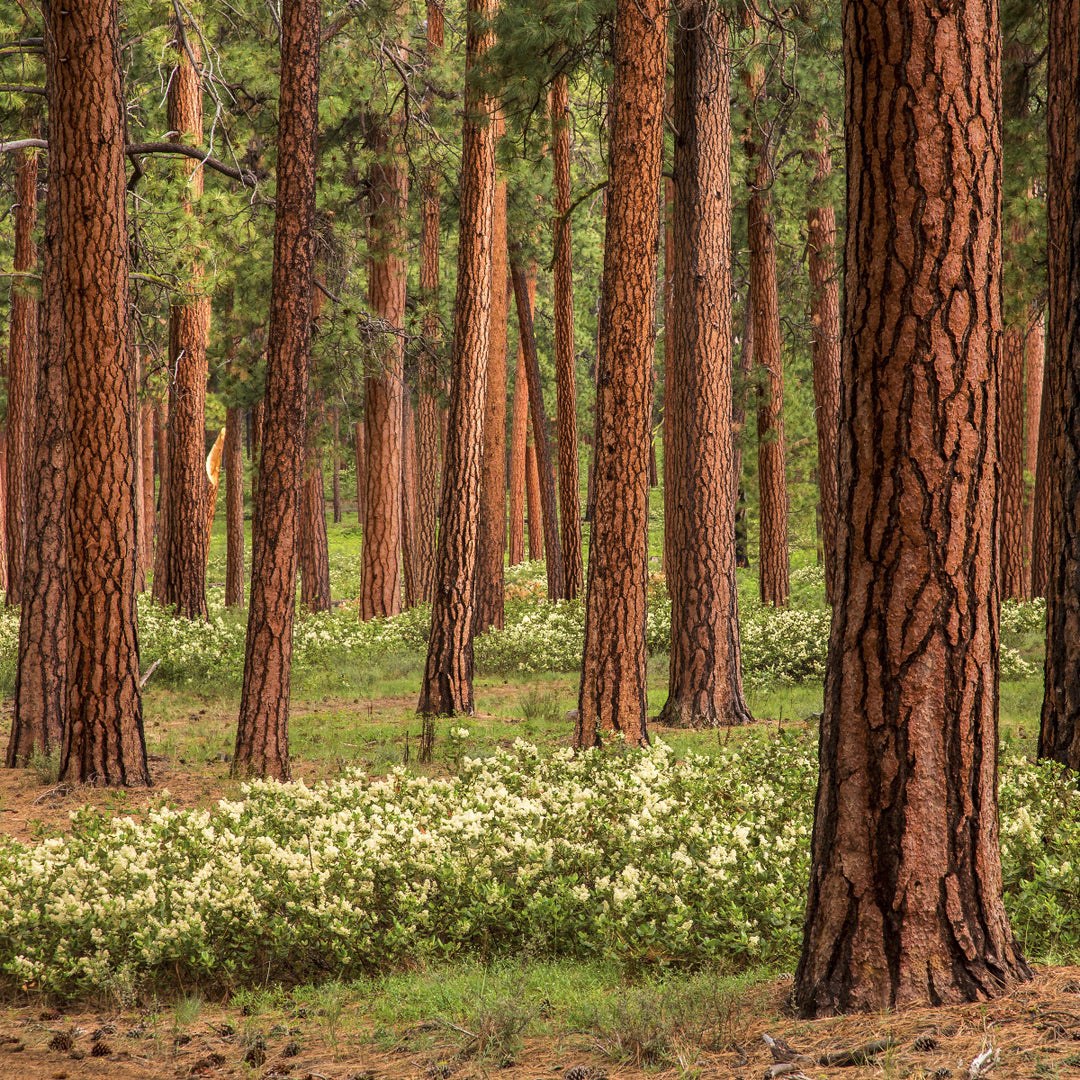 Ponderosa Pine Essential Oil Roller