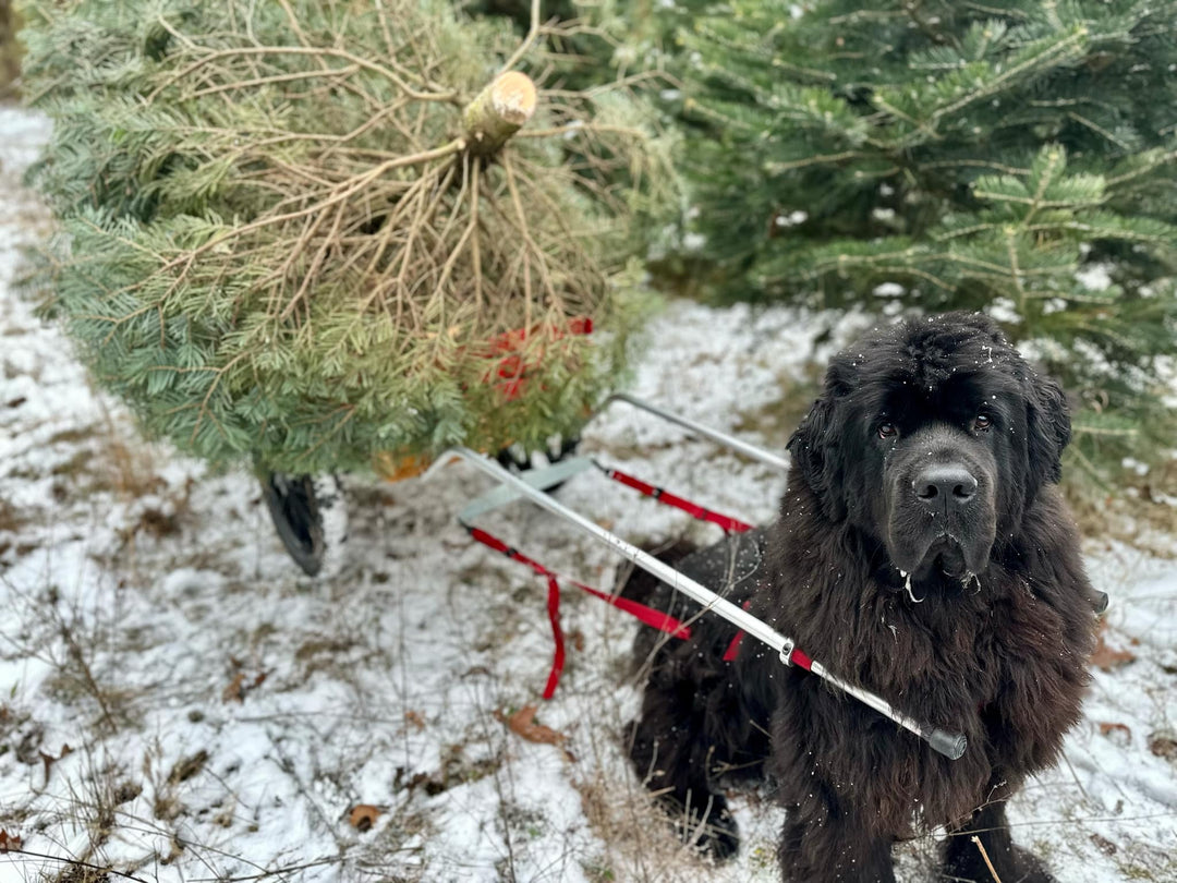 Finding Your Christmas Tree Scent