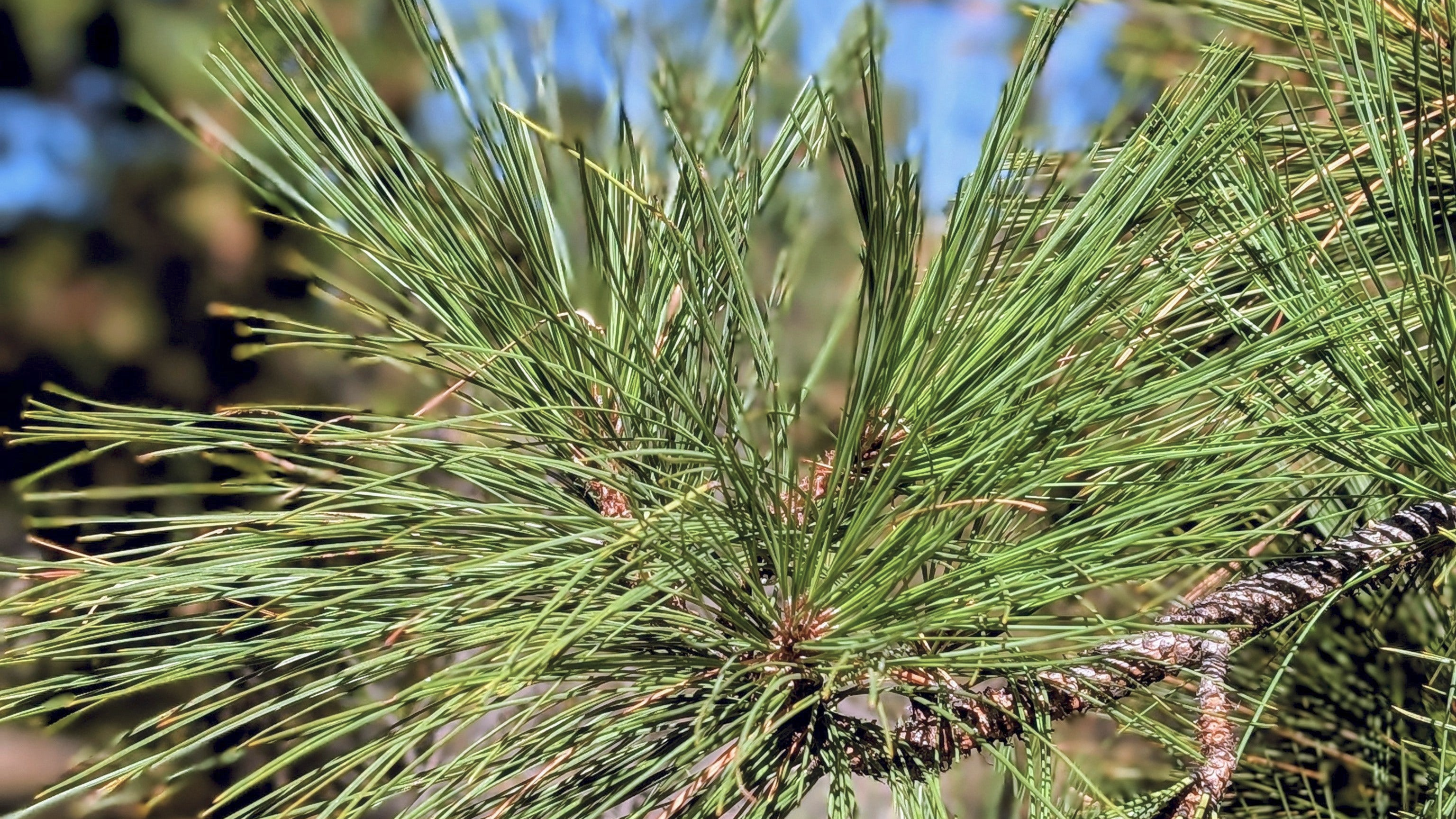 Why Most “Pine” Products Don’t Smell Like Real Pine