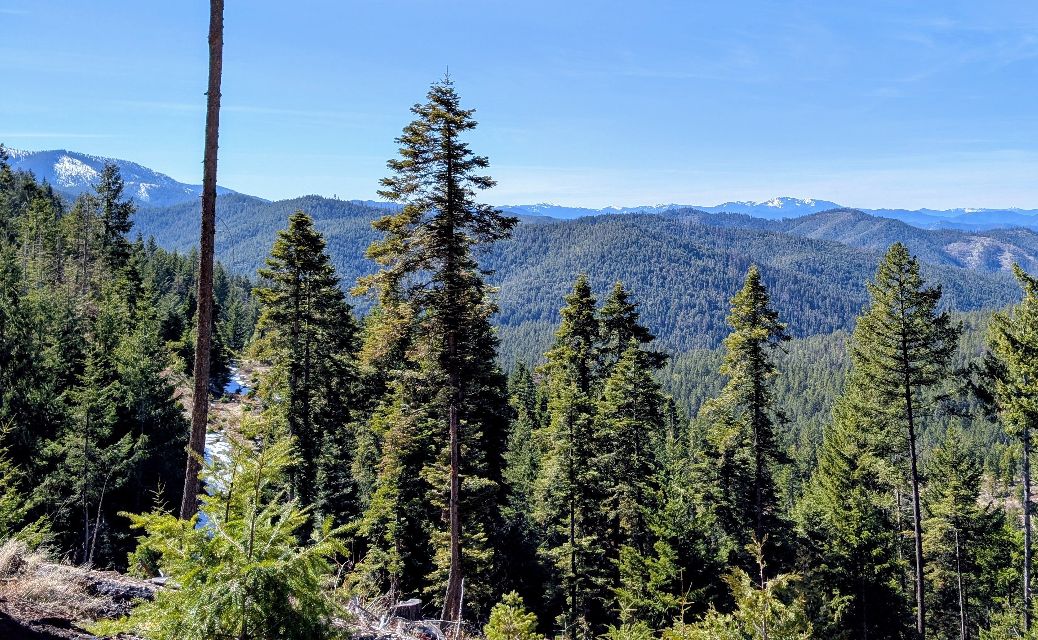 The Trees We Distill (and What Makes Each so Unique)