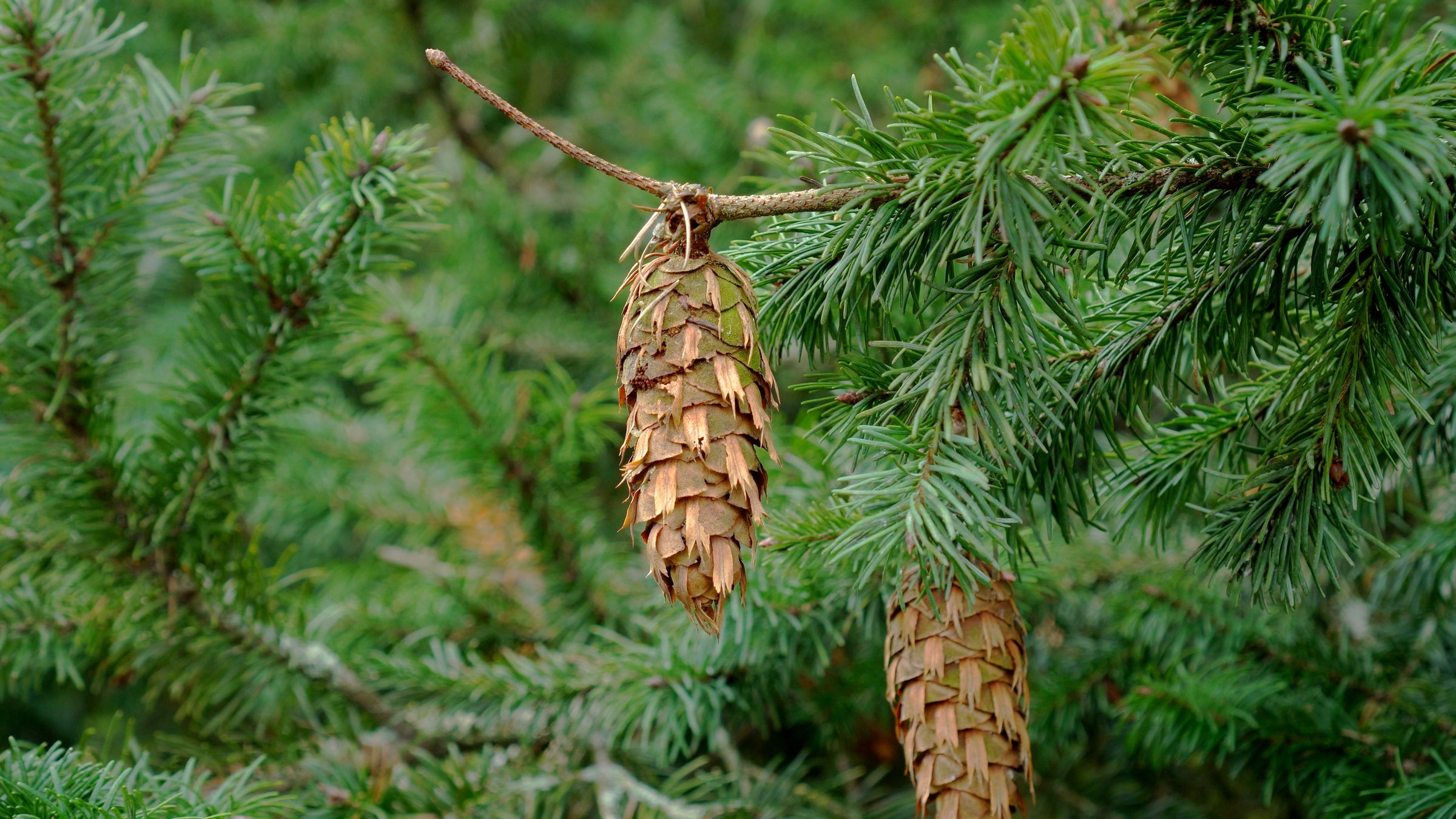 Douglas-fir