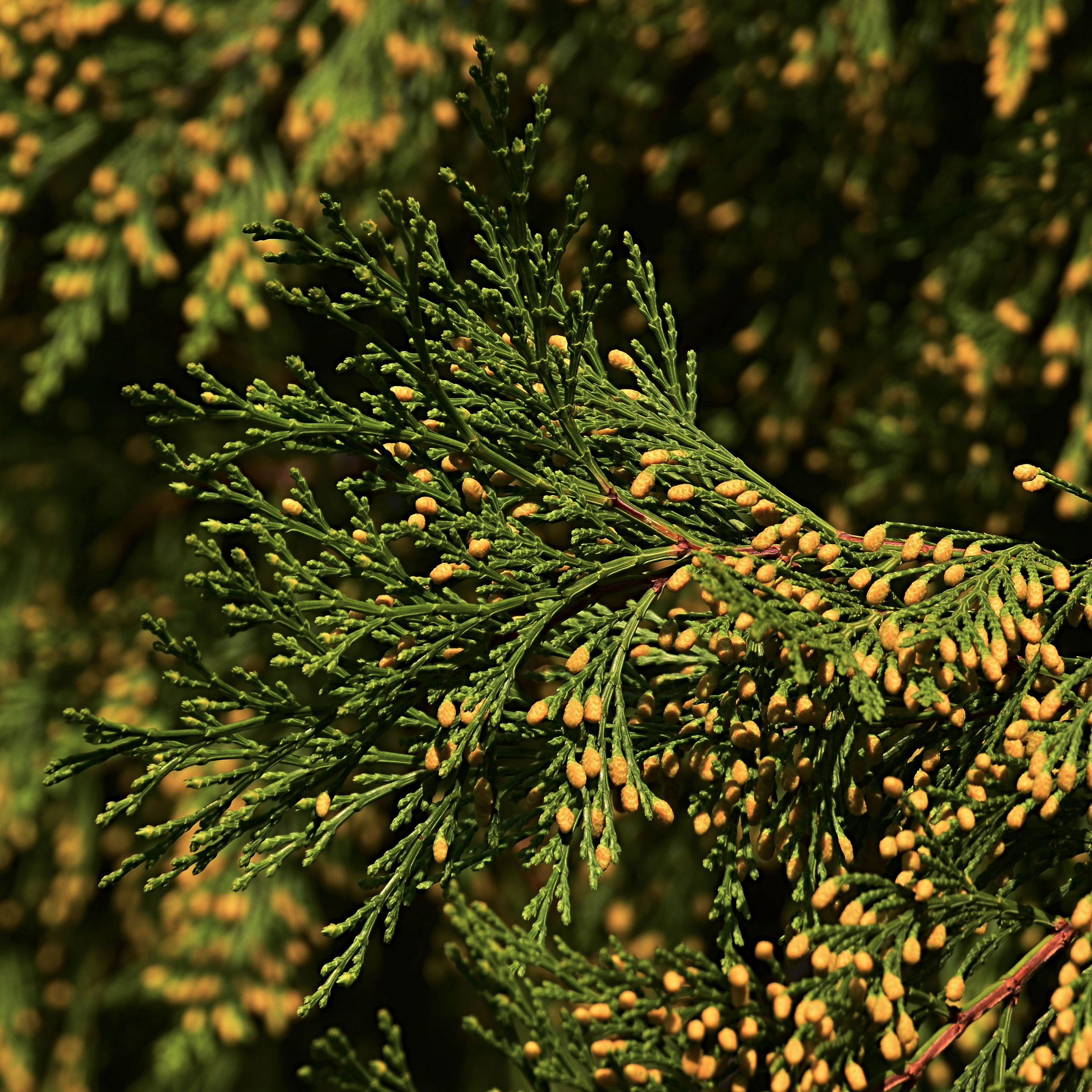 Incense Cedar