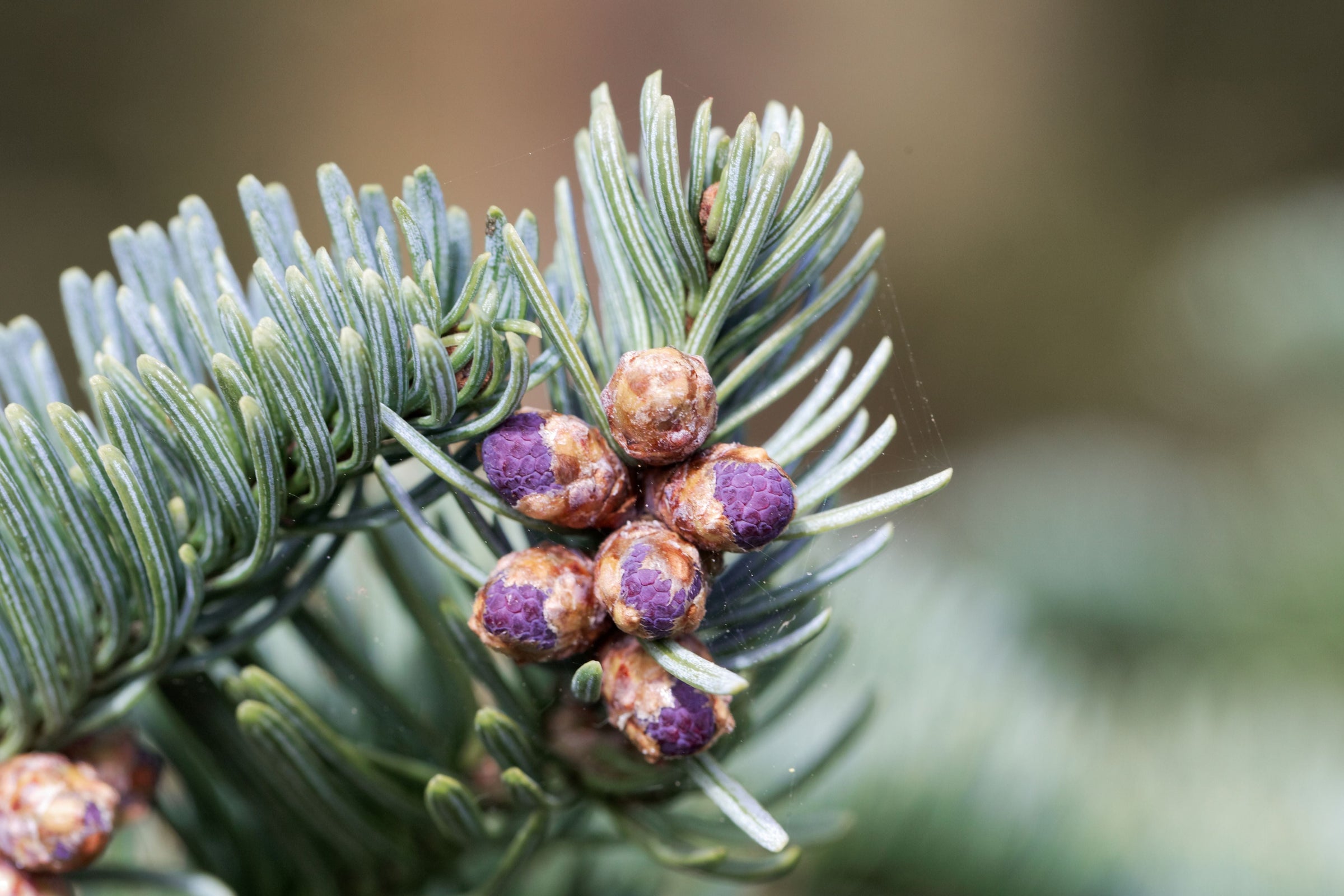 Noble Fir