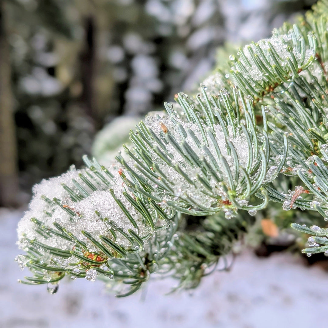 Noble Fir Room & Linen Spray – Rogue Evergreens