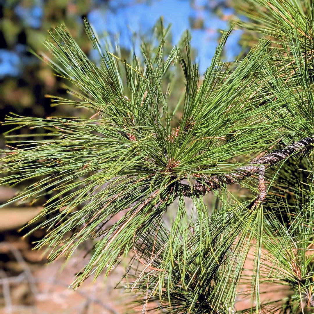Dry Forest Trio — Room Spray Discovery Set