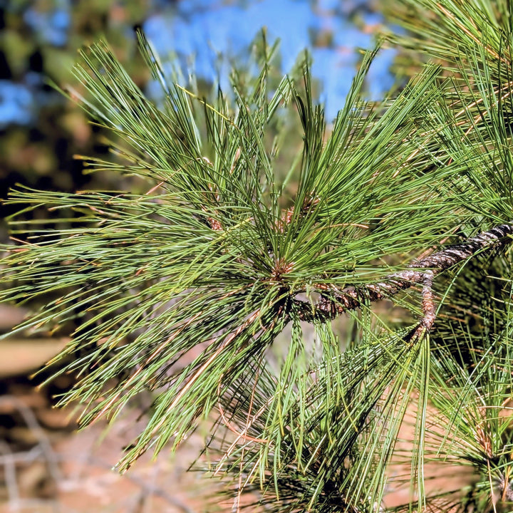 Dry Forest Trio — Room Spray Discovery Set