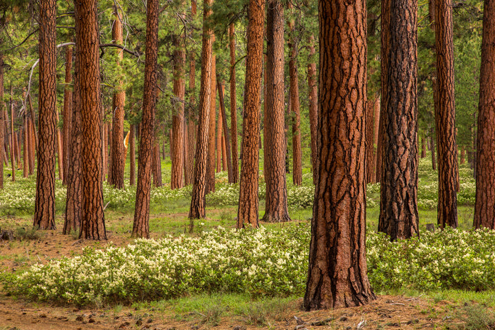 Ponderosa Pine Essential Oil Roller