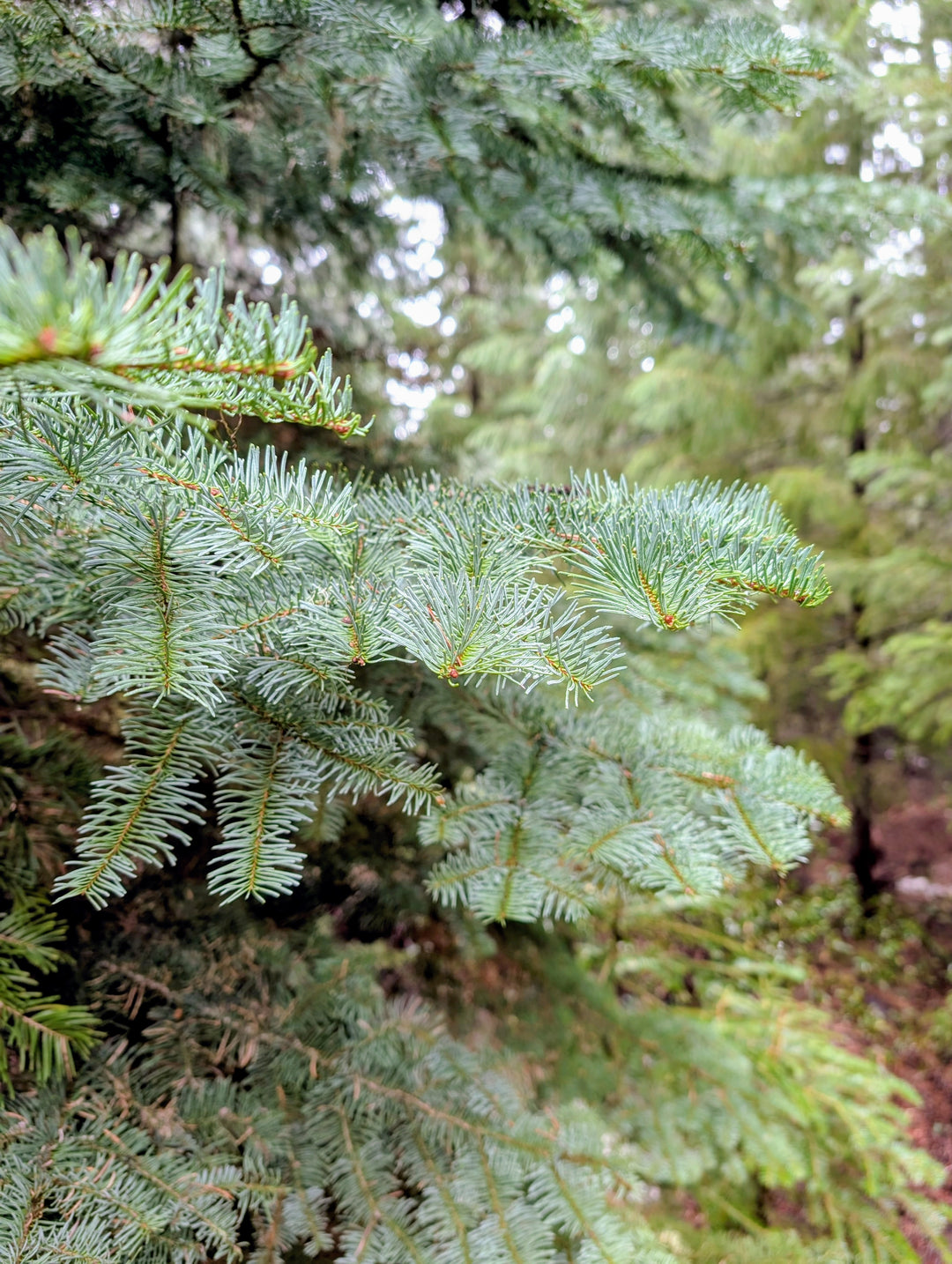 Noble Fir Essential Oil Roller